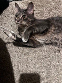 RAYE - Domestic Short Hair available for adoption