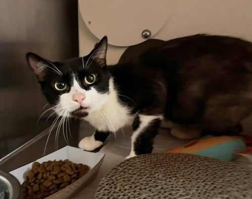 BATMAN - Domestic Short Hair for adoption in Nashville