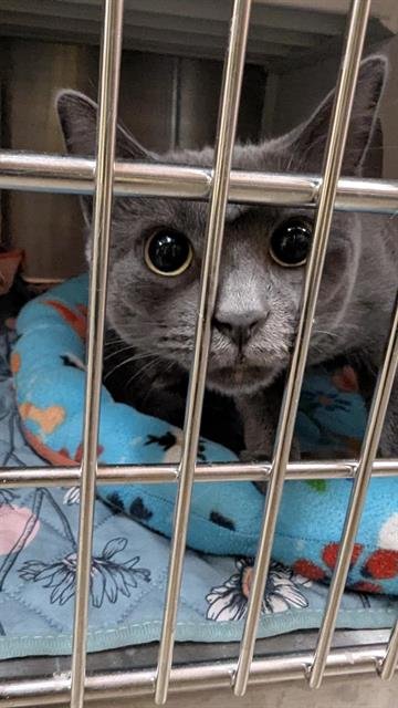 GLENDA - Domestic Short Hair available for adoption