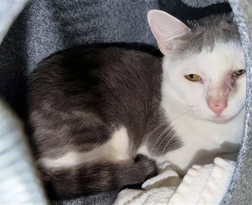 SCOOTER - Domestic Short Hair for adoption in Nashville