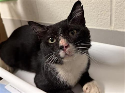 FRANKLIN - Domestic Short Hair for adoption in Nashville