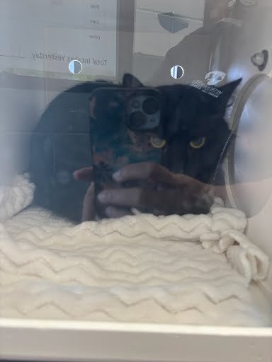 DAPHNE - Domestic Medium Hair available for adoption