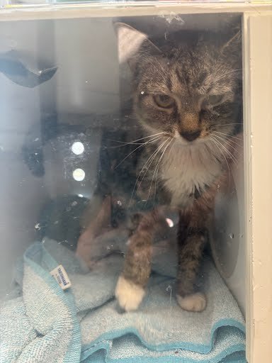 DUCKY - Domestic Short Hair available for adoption