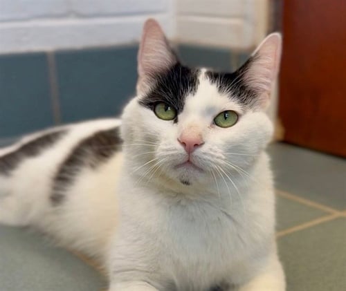 PETEY PIE - Domestic Short Hair for adoption in Nashville