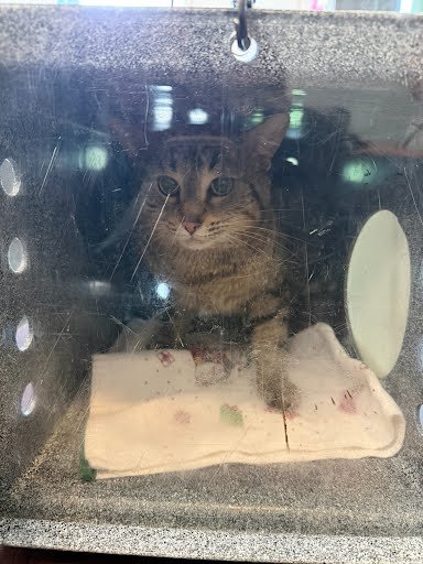 BOEING - Domestic Short Hair available for adoption