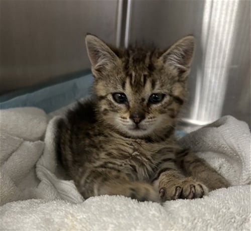 BOBBLEHEAD - Domestic Short Hair for adoption in Nashville