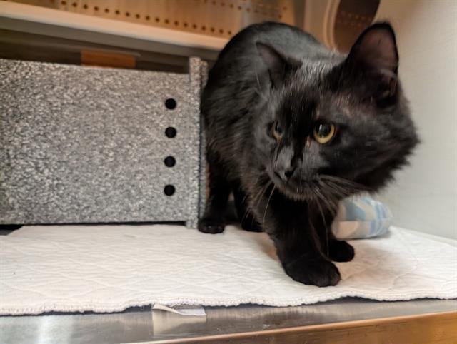 POOL BOY - Domestic Long Hair available for adoption