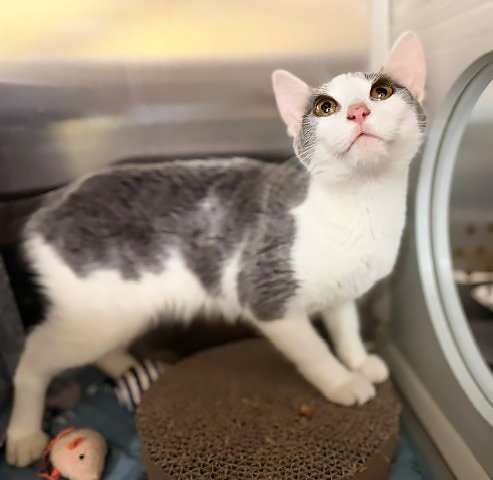JEAN - Domestic Short Hair for adoption in Nashville