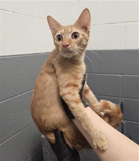 LASAGNA - Domestic Short Hair available for adoption