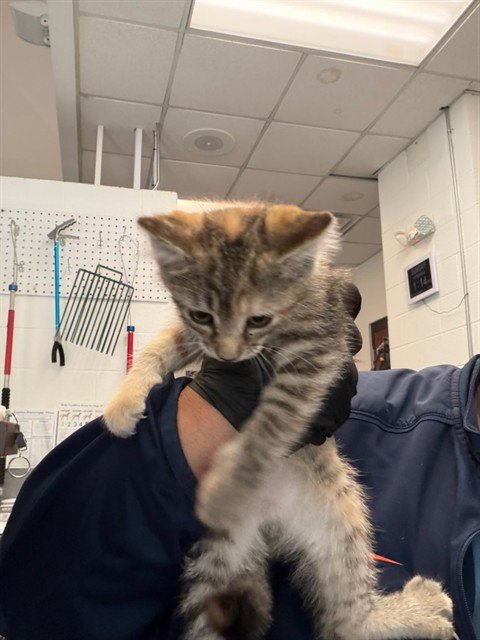 SUZANNE - Domestic Short Hair for adoption in Nashville