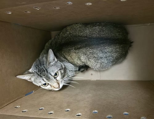 DRAGONFLY - Domestic Short Hair for adoption in Nashville