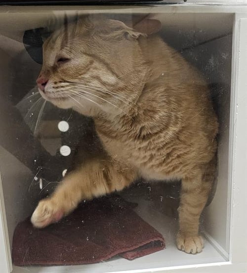 MEOWZART - Domestic Short Hair for adoption in Nashville