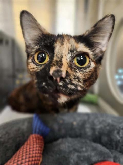 MOZZARELLA - Domestic Short Hair available for adoption