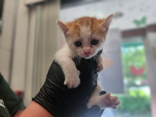 MISO - Domestic Short Hair for adoption in Nashville