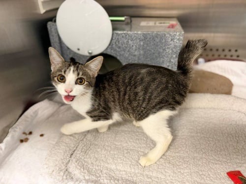 YAM - Domestic Short Hair for adoption in Nashville