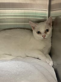 FELINE DION - Photo 1