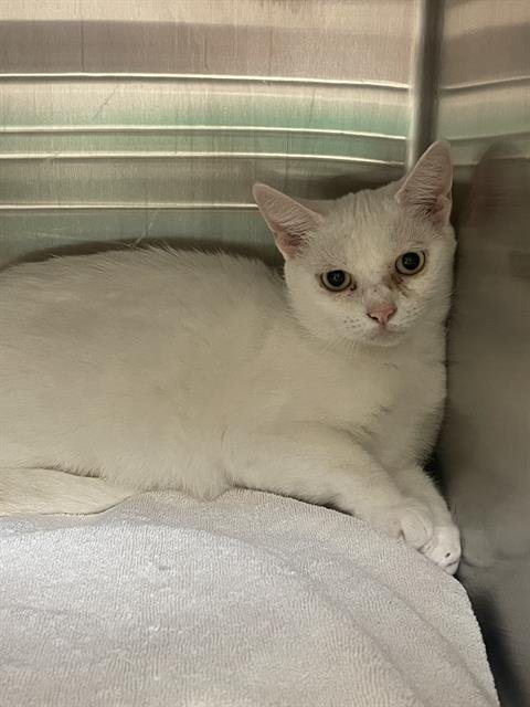 FELINE DION - Domestic Short Hair for adoption in Nashville