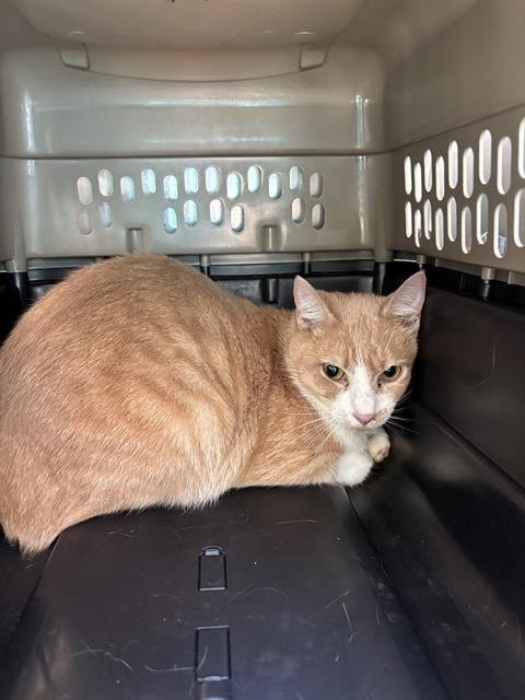 NITRO - Domestic Short Hair for adoption in Nashville
