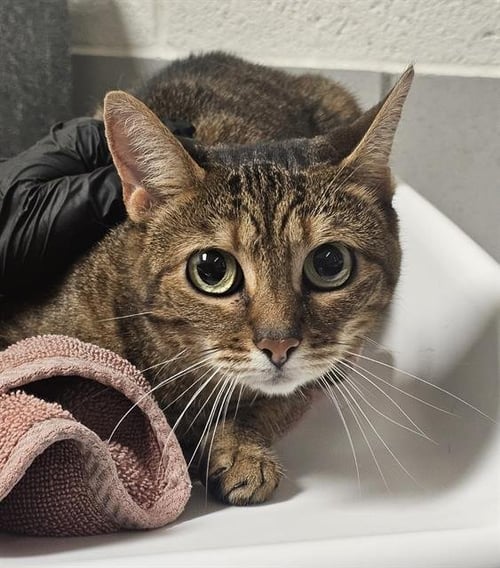 FABLE - Domestic Short Hair for adoption in Nashville