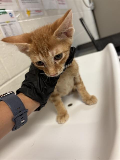 CATAHOULA - Domestic Short Hair for adoption in Nashville