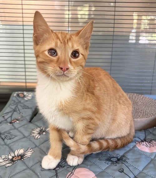 ANDRE 3000 - Domestic Short Hair for adoption in Nashville