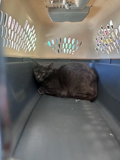 COLEMAN - Domestic Short Hair for adoption in Nashville