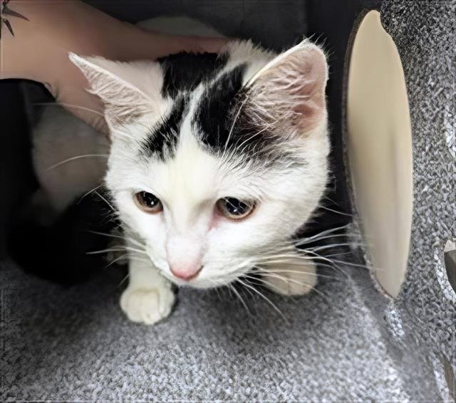 FIFA - Domestic Short Hair available for adoption