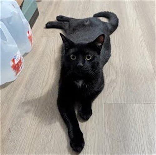 BOBO - Domestic Short Hair for adoption in Nashville