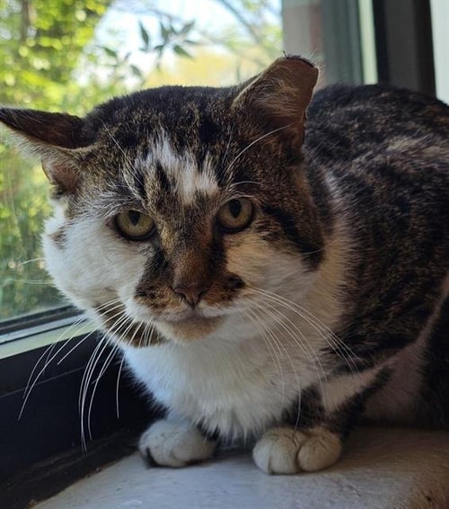 JRR TOLKITTEN - Domestic Short Hair for adoption in Nashville