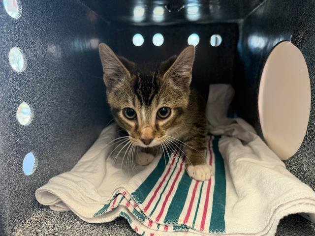 GEORDAN - Domestic Short Hair available for adoption