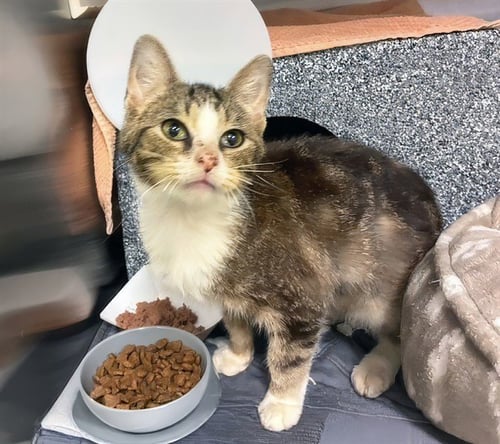 SPENCER - Domestic Short Hair for adoption in Nashville