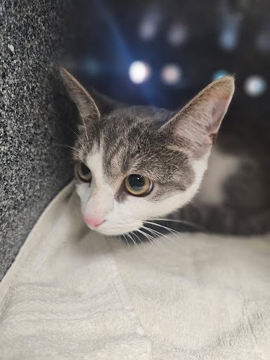SANDRA - Domestic Short Hair available for adoption