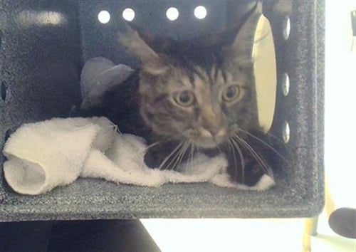 BONSAI - Domestic Medium Hair for adoption in Nashville