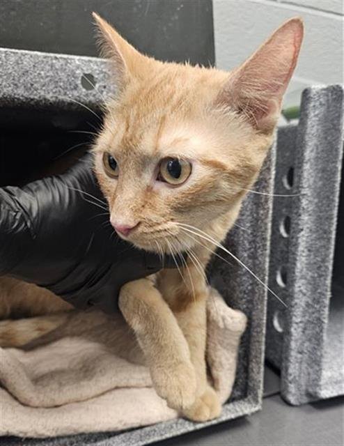 NOODLE - Domestic Short Hair available for adoption