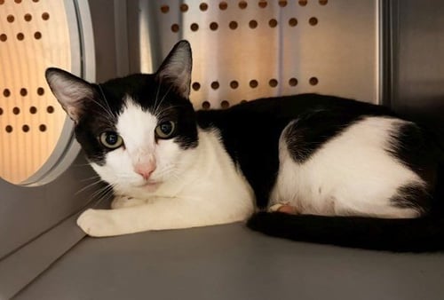 BADGER - Domestic Short Hair for adoption in Nashville