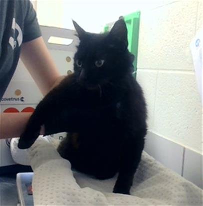 COUNT SCRATCHULA - Domestic Short Hair for adoption in Nashville