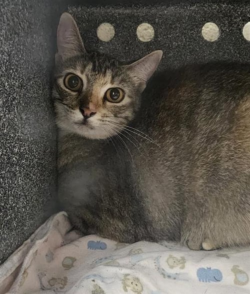 LAVONDA - Domestic Short Hair for adoption in Nashville