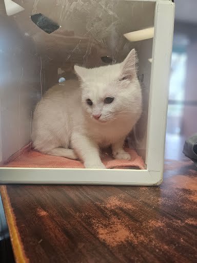 TOFU - Domestic Short Hair available for adoption