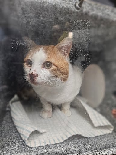 HOBBES - Domestic Short Hair available for adoption