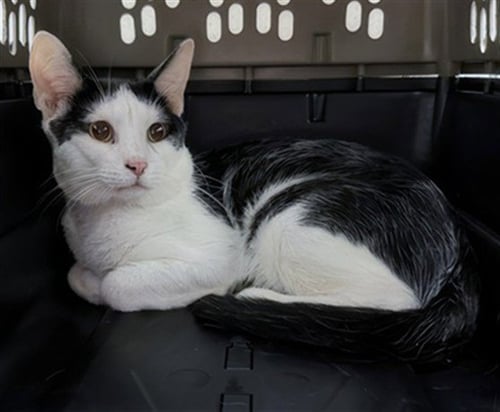 RANGER - Domestic Short Hair for adoption in Nashville