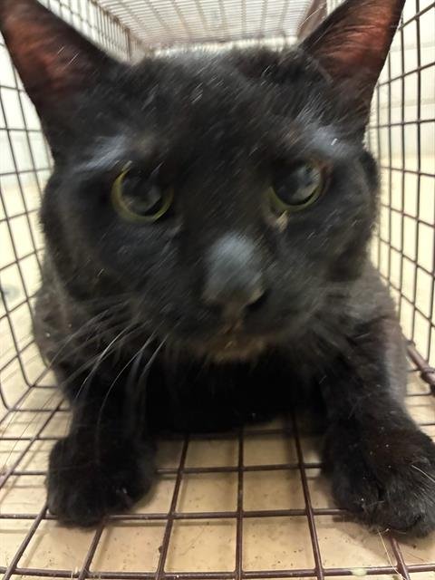 RAMBO - Domestic Short Hair available for adoption