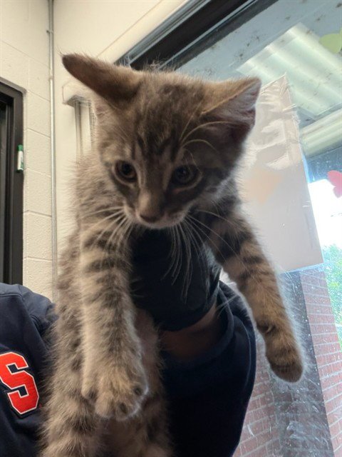 JOHN - Domestic Short Hair for adoption in Nashville