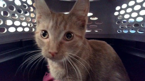 CARMILLA CARMINE - Domestic Short Hair for adoption in Nashville