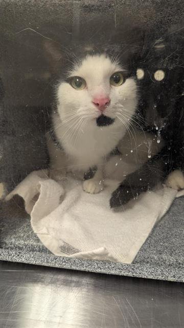 DOMINO - Domestic Short Hair available for adoption