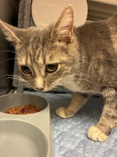 JIMMY KIBBLE - Domestic Short Hair for adoption in Nashville