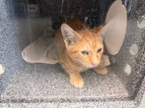 TAKIS - Domestic Short Hair for adoption in Murfreesboro