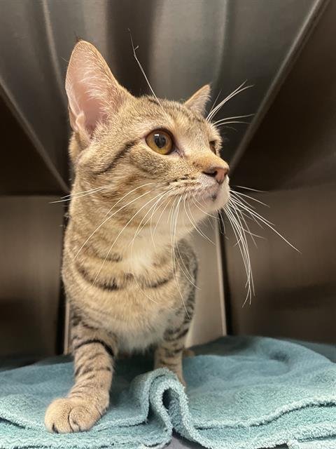 THE GERBIL - Domestic Short Hair for adoption in Nashville