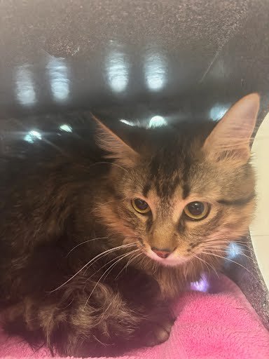 MARTIN - Domestic Short Hair for adoption in Murfreesboro