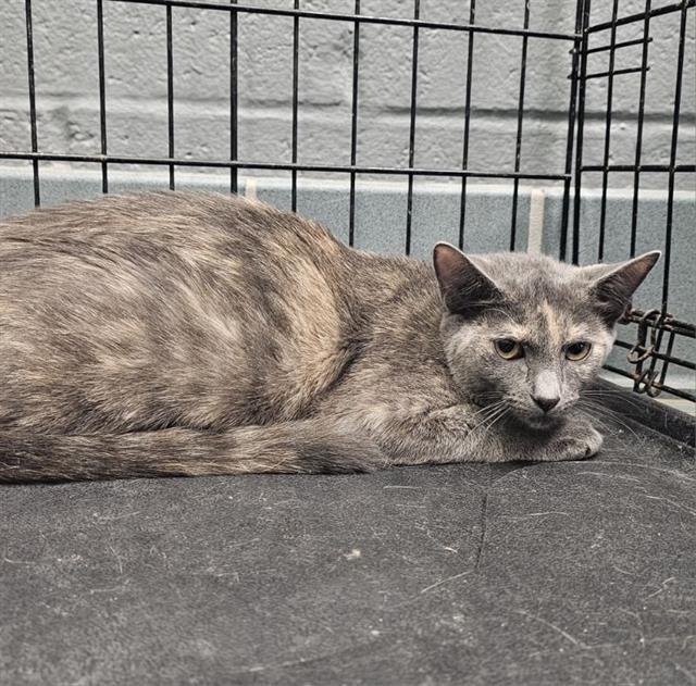 MACARONI - Domestic Short Hair available for adoption