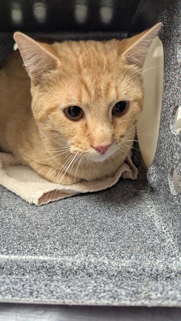 BISCAT - Domestic Short Hair for adoption in Nashville